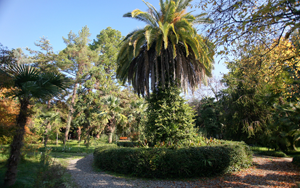 Фото. Пальмовые деревья в Сухумском Ботаническом саду
