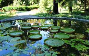 Фото. Ботанический сад в Сухуми, Абхазия