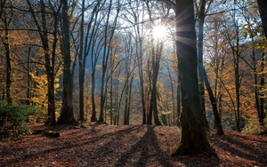 Фото. Осень в национальном парке Сочи