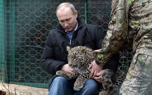 Фото. Владимир Путин в леопардовом питомнике Сочи